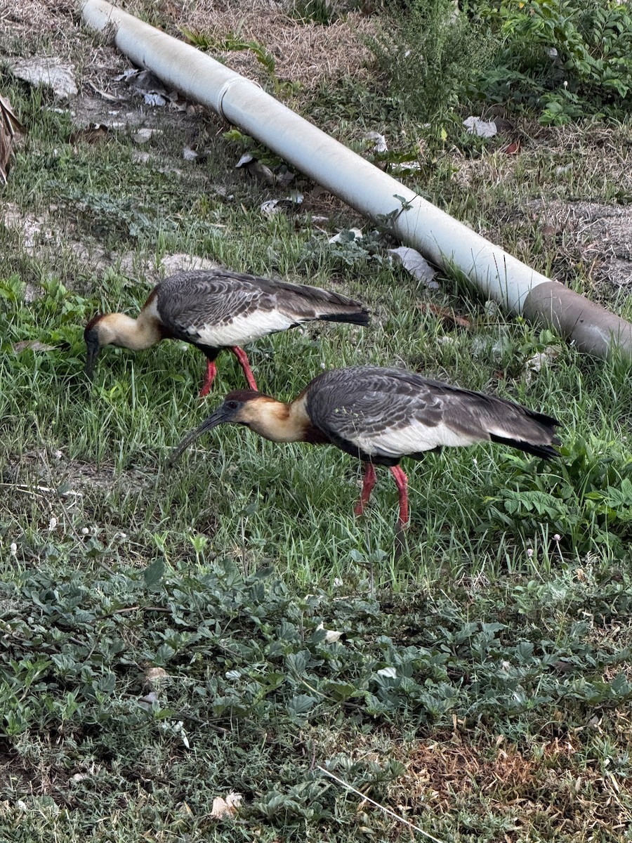 Ibis mandore - ML644377436