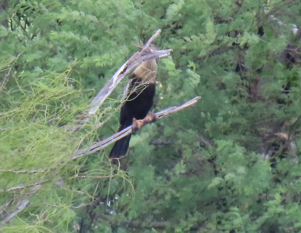 Anhinga - ML644377441