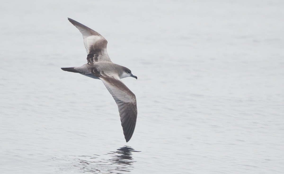 Буллеров буревестник - ML644377442