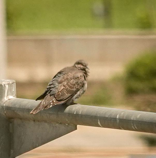 Dusky Turtle-Dove - ML644377443