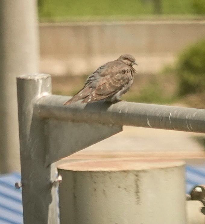 Dusky Turtle-Dove - ML644377444