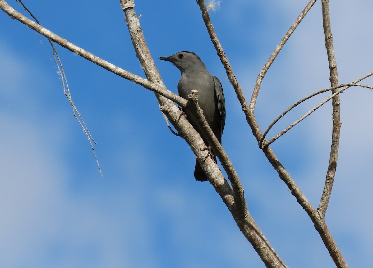 Gray Catbird - ML644377448