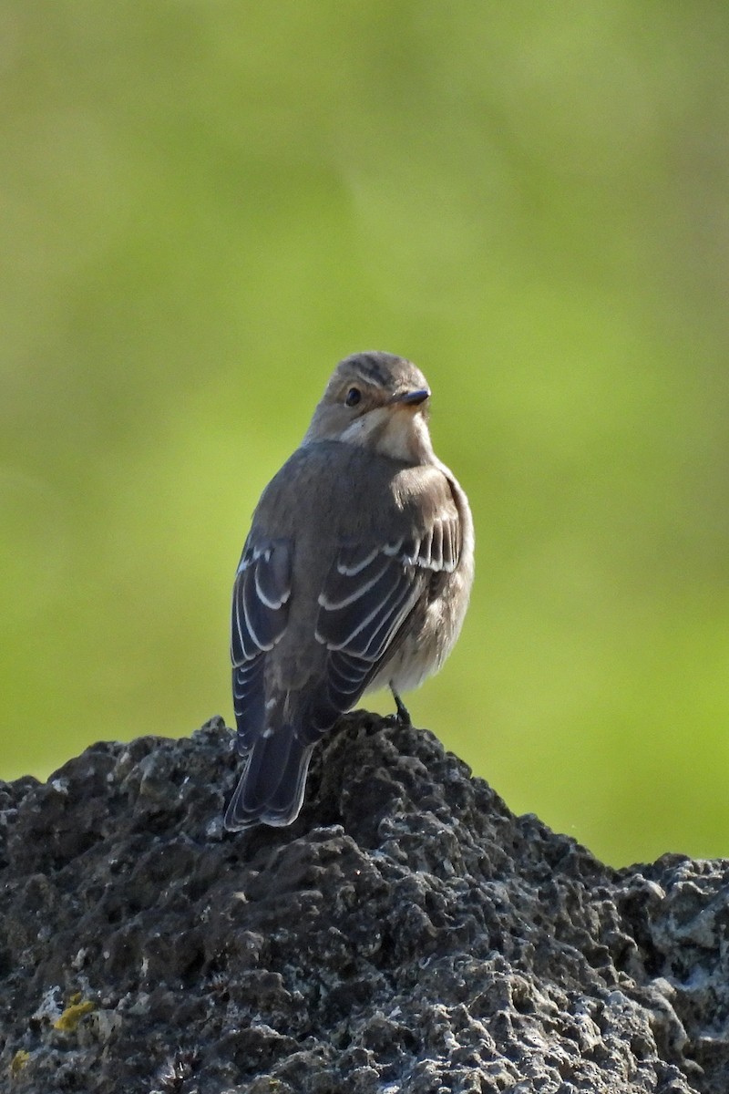 Eurasian Blue Tit - ML644377449