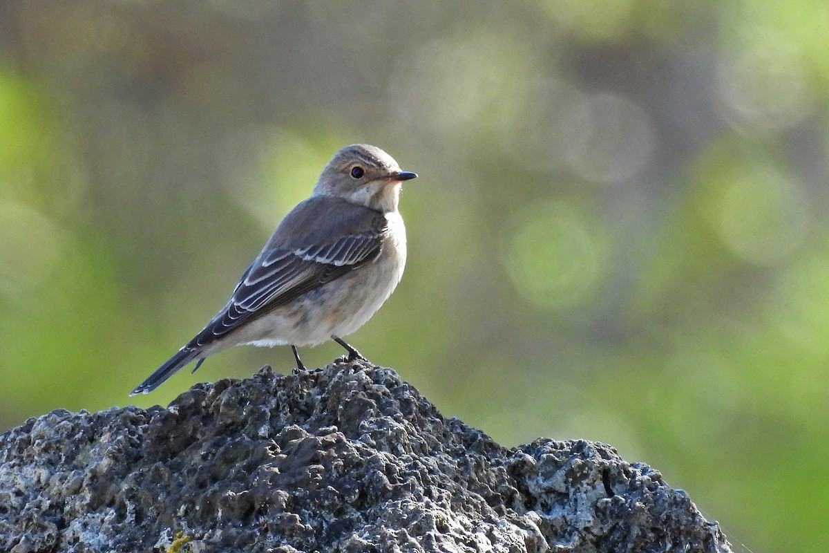 Eurasian Blue Tit - ML644377450