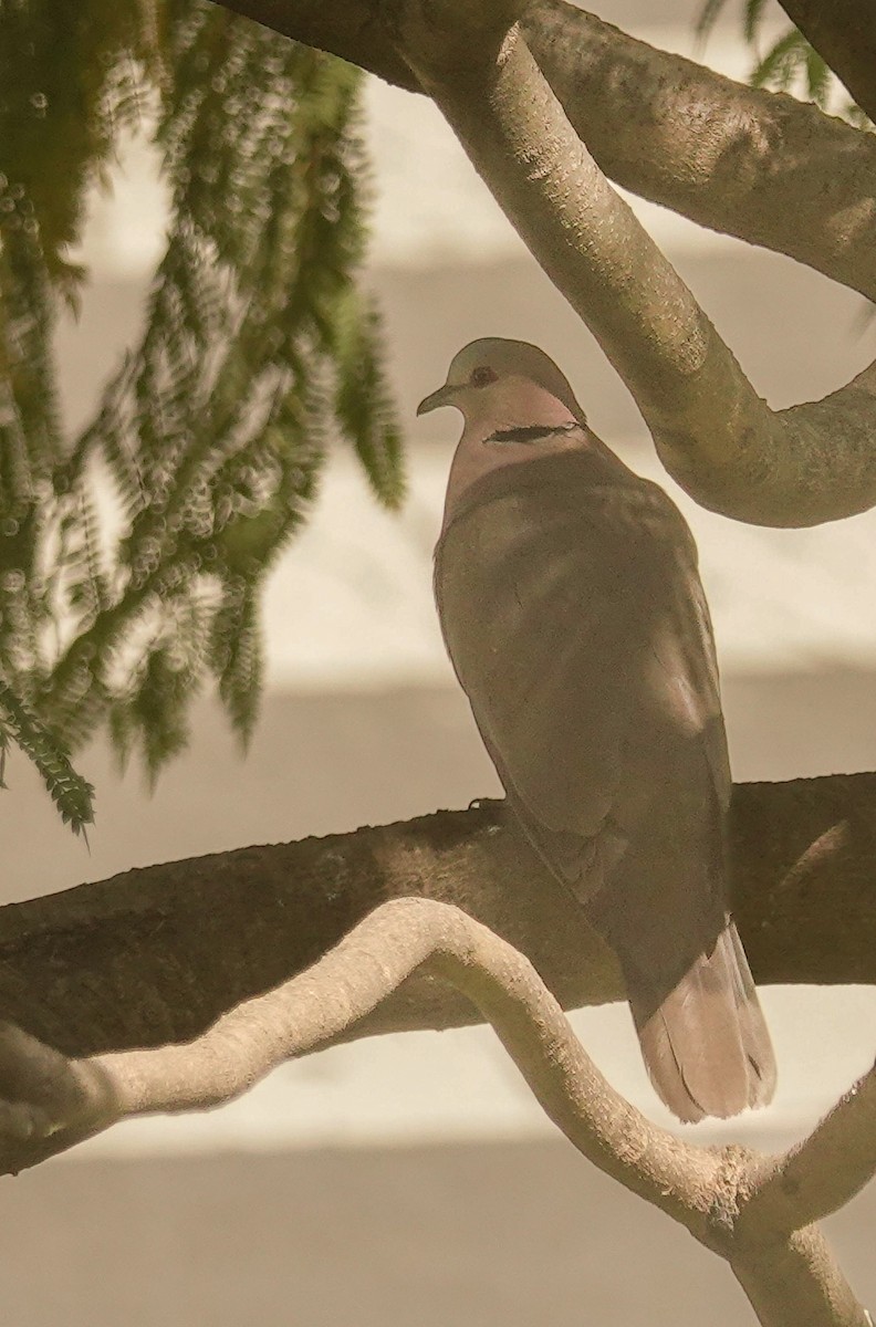 Red-eyed Dove - ML644377451