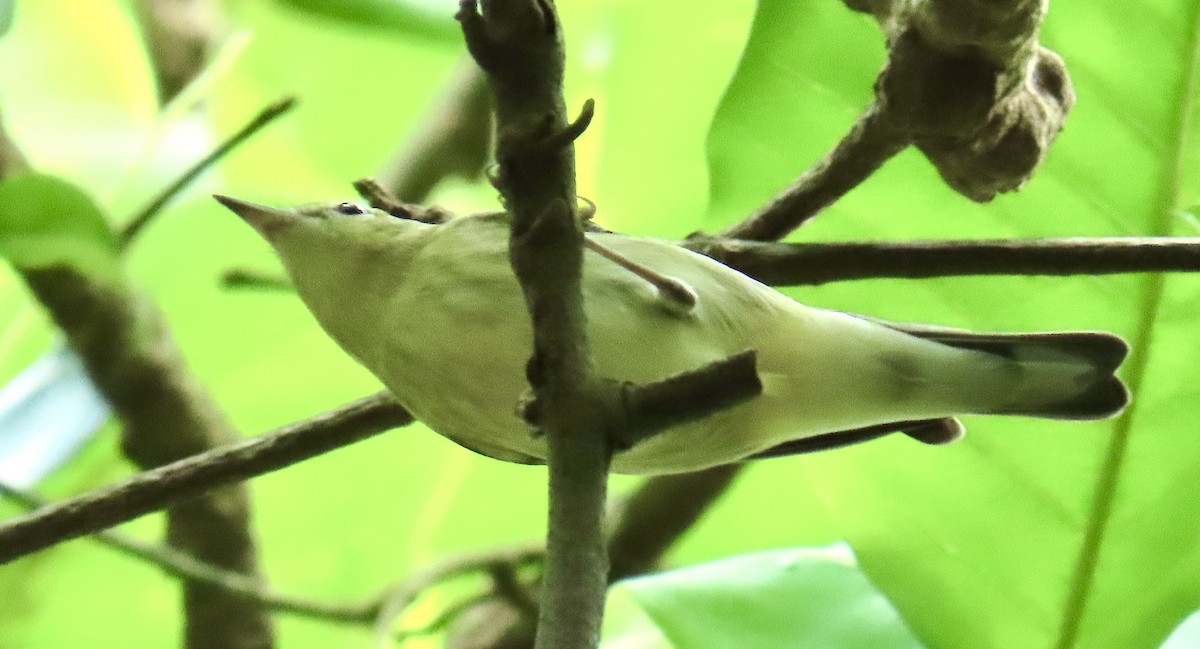 Cerulean Warbler - ML644377456