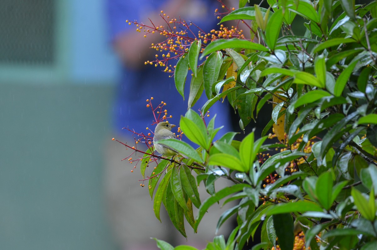 Scarlet Tanager - ML644377457