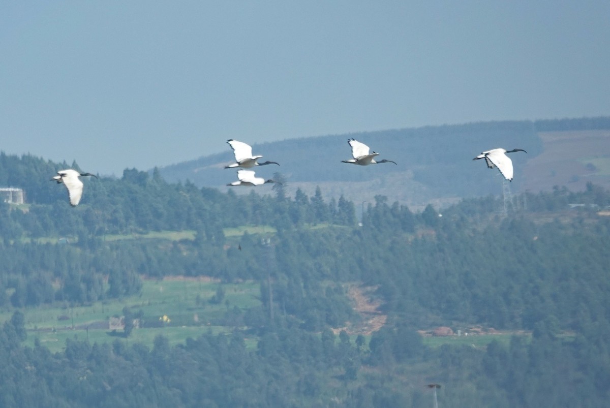 African Sacred Ibis - ML644377467