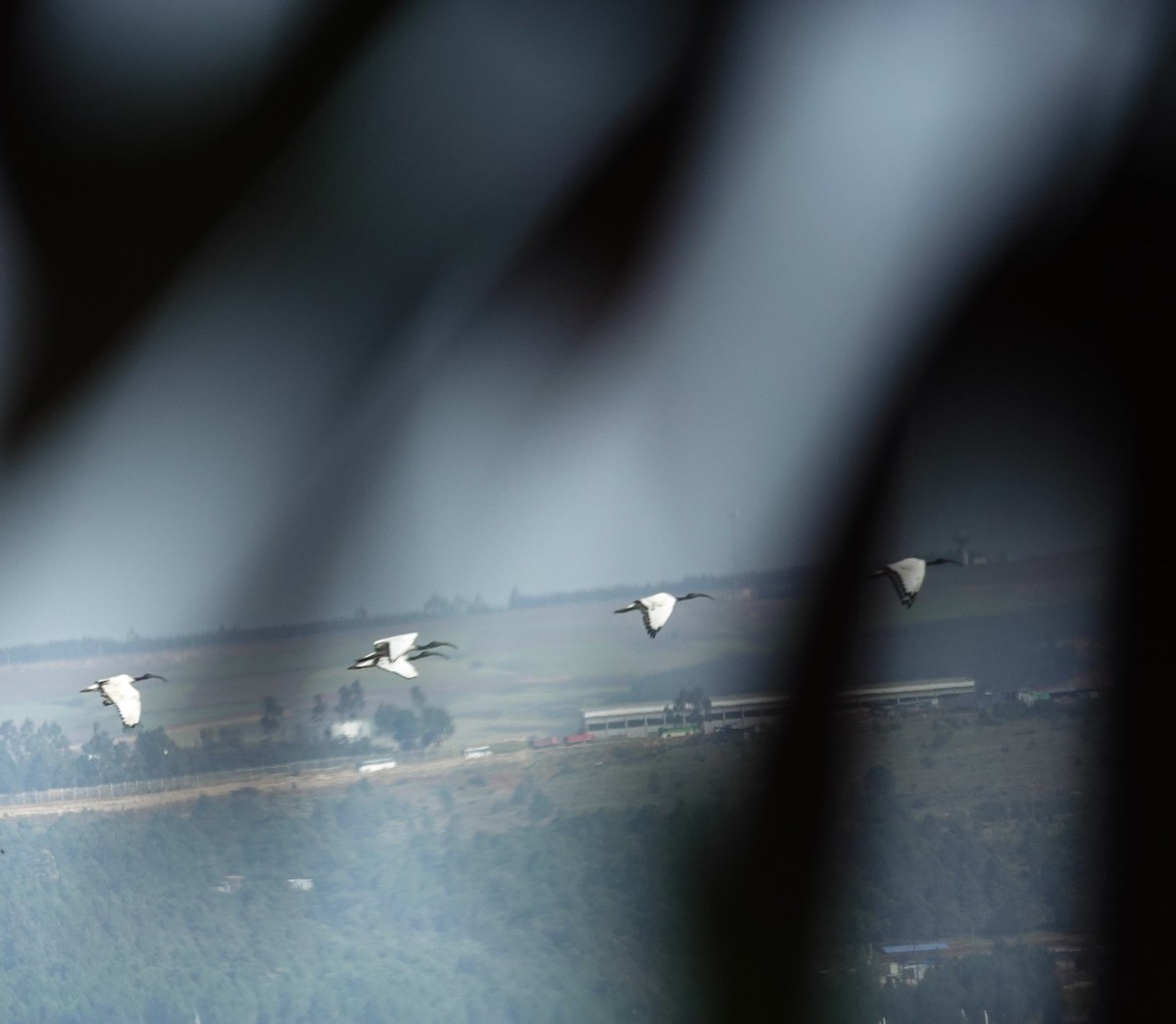 African Sacred Ibis - ML644377468