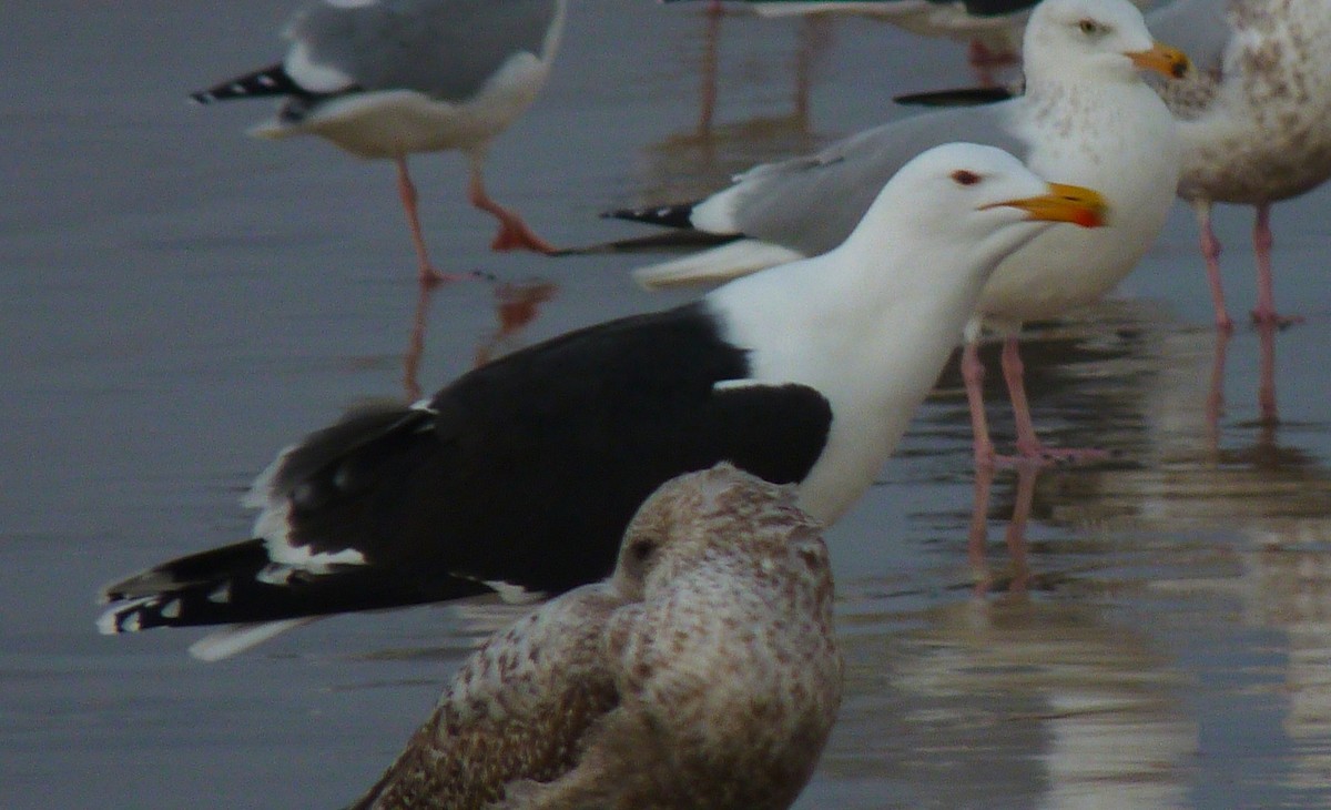 Great Black-backed Gull - ML644377481