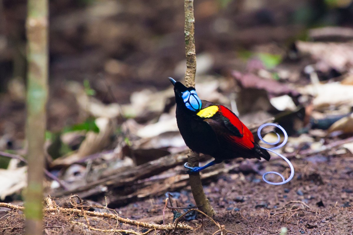 Wilson's Bird-of-Paradise - ML644377482