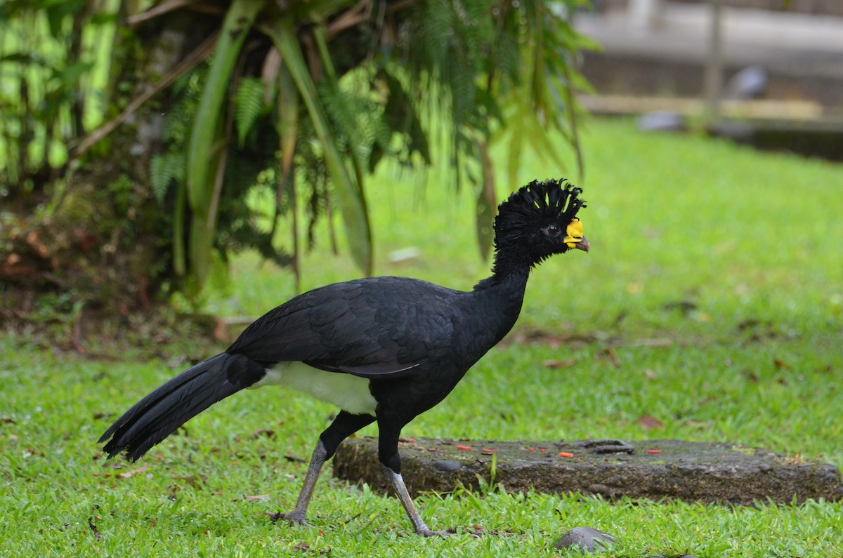 Кракс великий - ML644377484