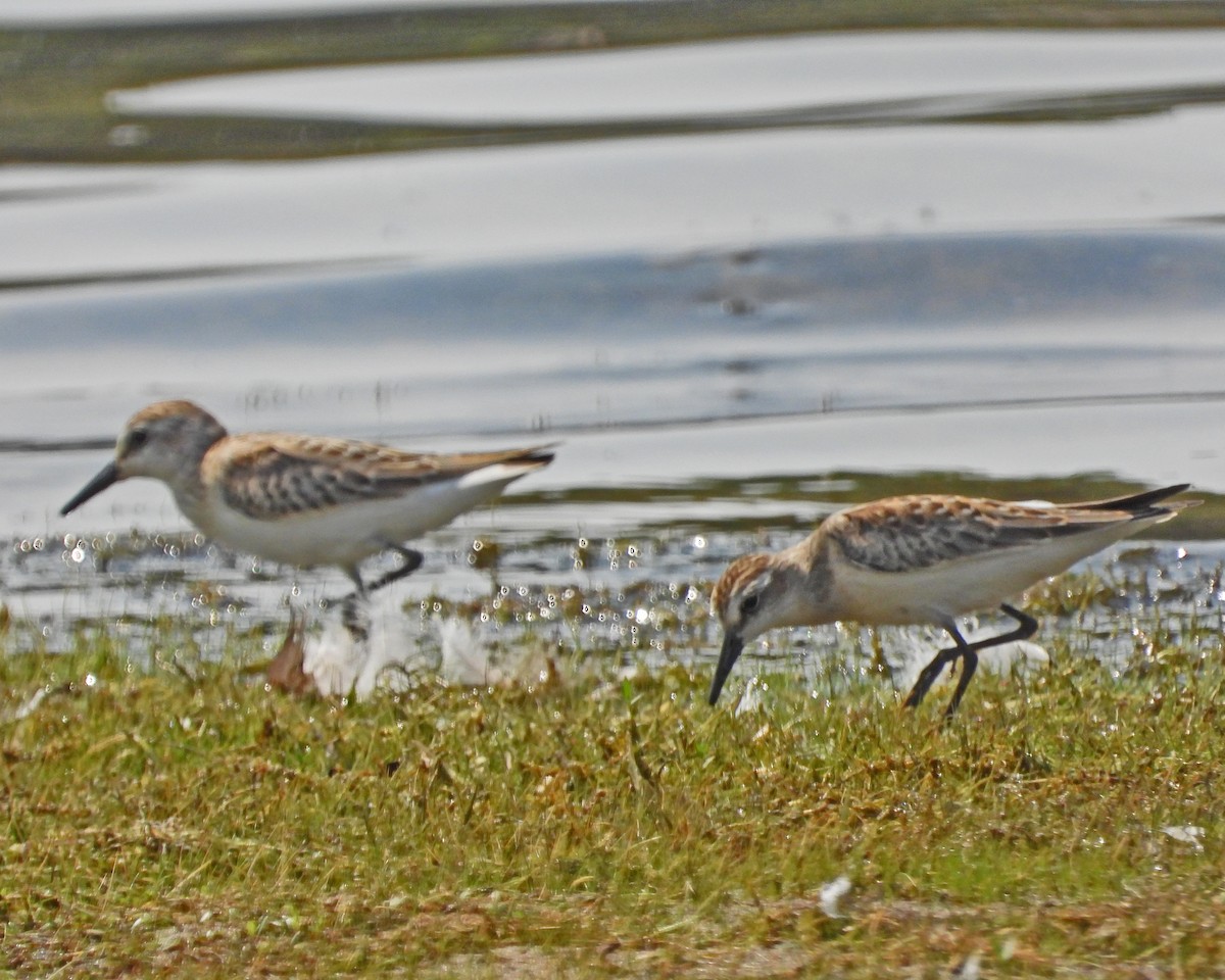 jespák srostloprstý - ML644377491