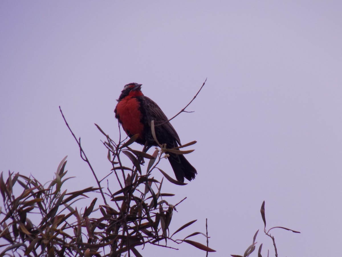 Long-tailed Meadowlark - ML644377495