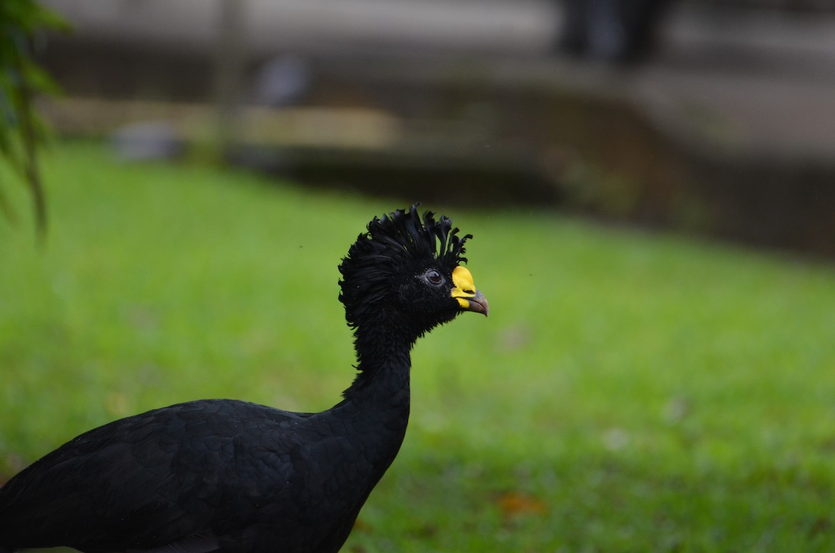 Кракс великий - ML644377498