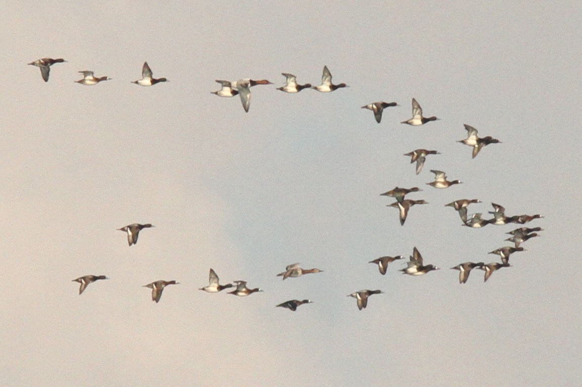 Canvasback - ML644377500