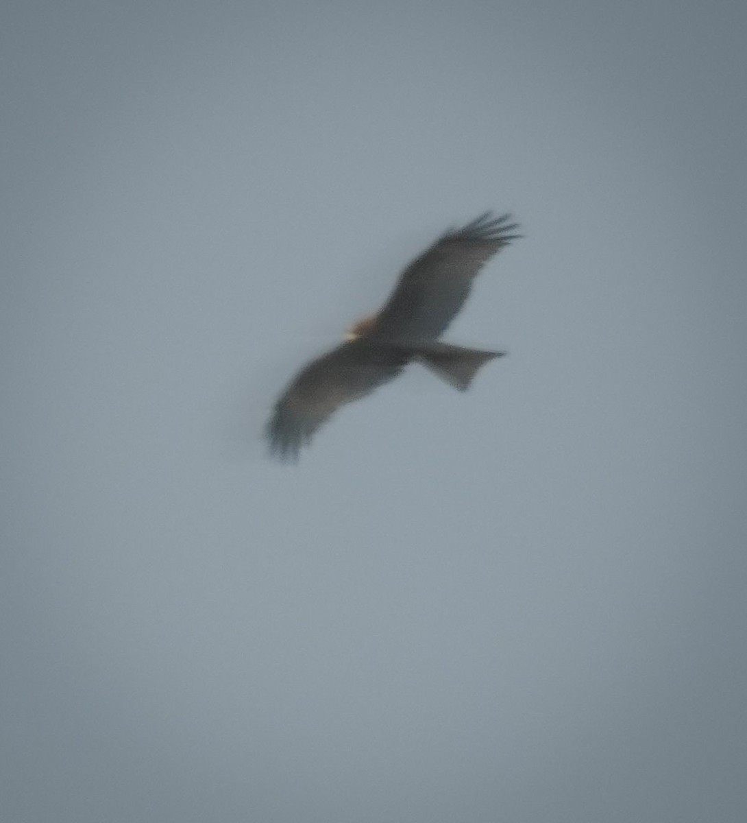 Black Kite (Yellow-billed) - ML644377501