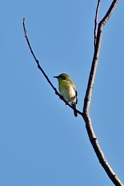 Ереса смугастогорла - ML644377512