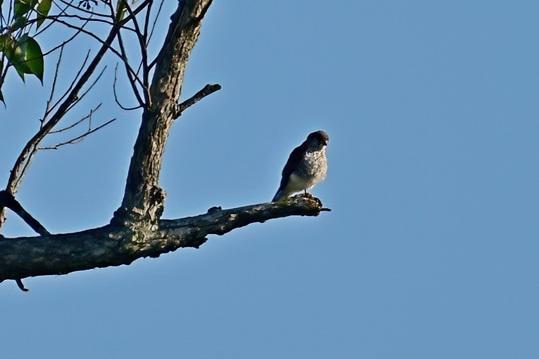 Malagasy Kestrel - ML644377525