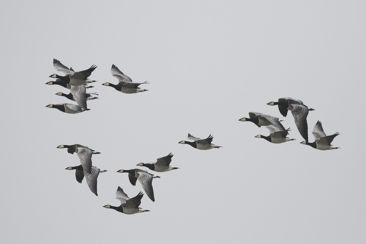 Цагаан шанаат галуу - ML644377529