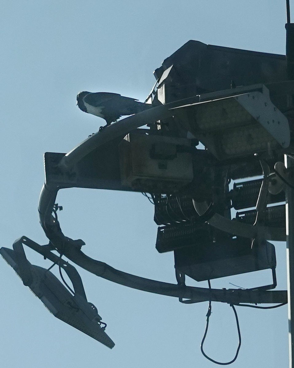 vrána černobílá - ML644377530