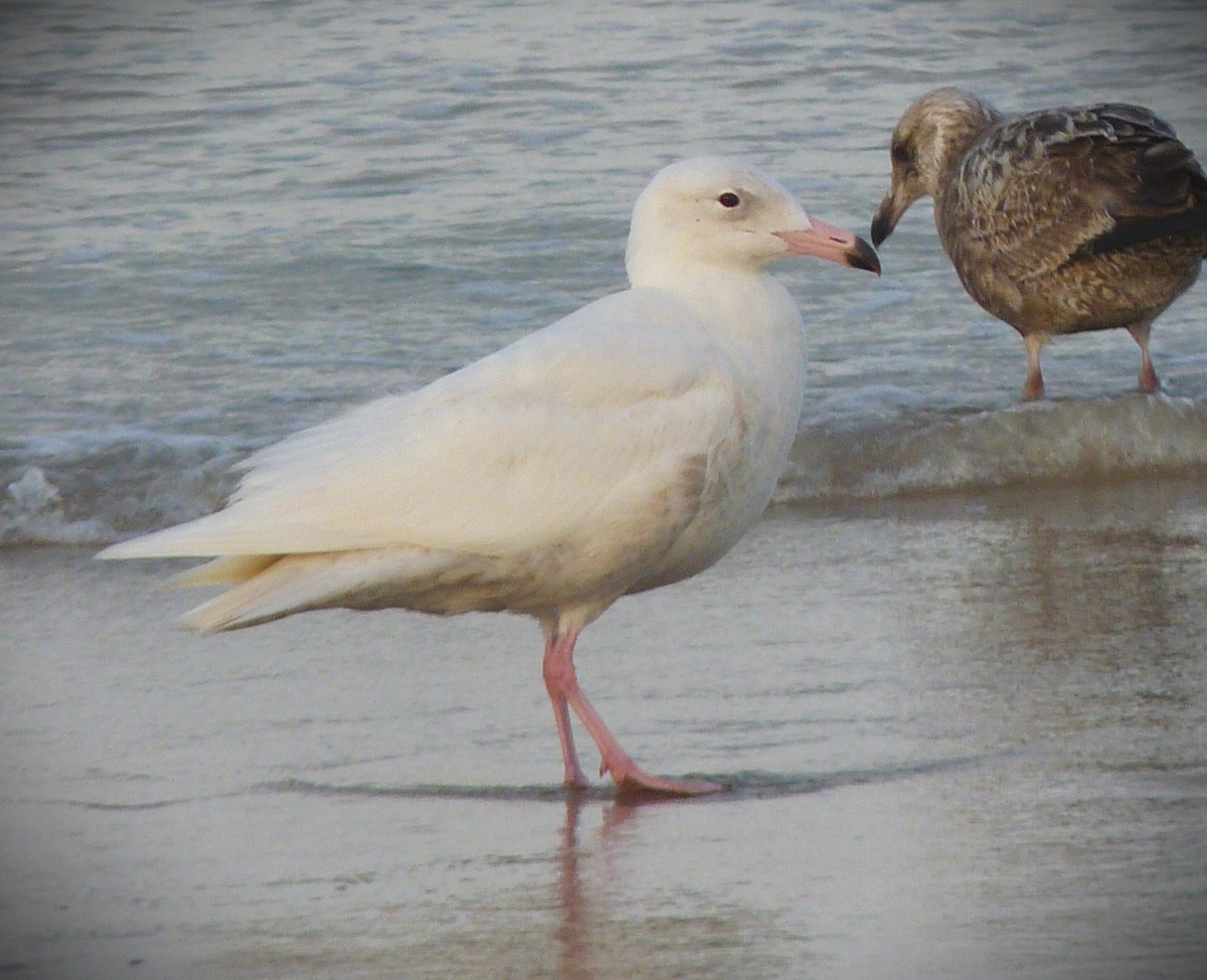 Ipar-kaioa - ML644377532