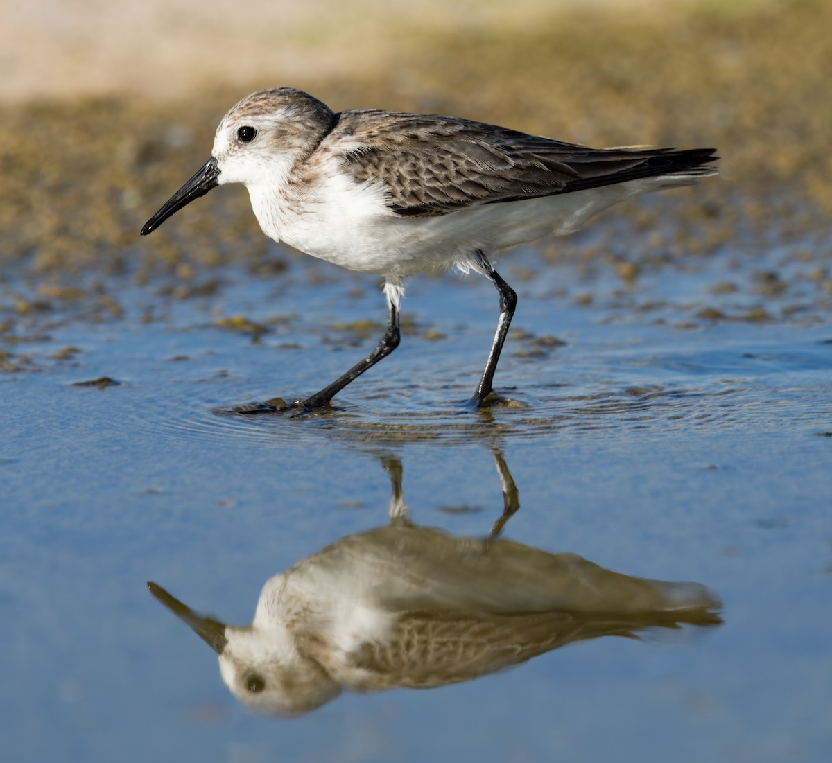 beringsnipe - ML644377534