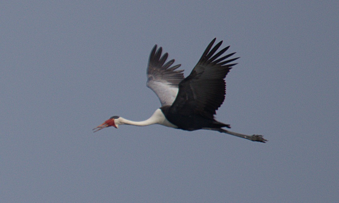 ホオカザリヅル - ML644377537