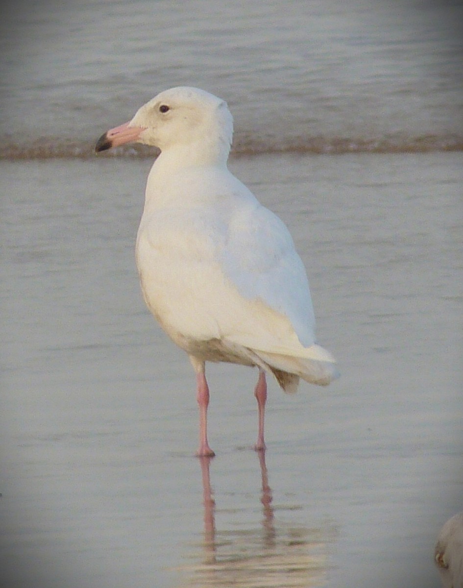 Ipar-kaioa - ML644377540