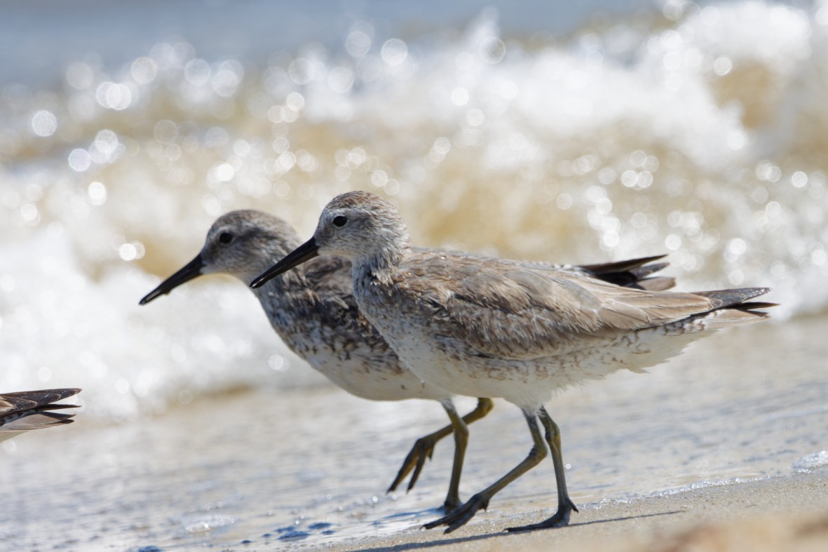 Шармаг элсэг - ML644377547