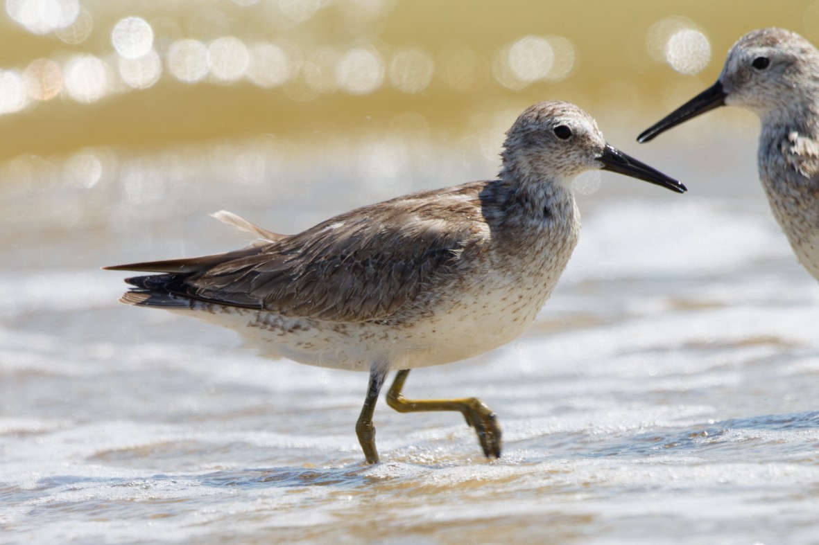 Шармаг элсэг - ML644377549