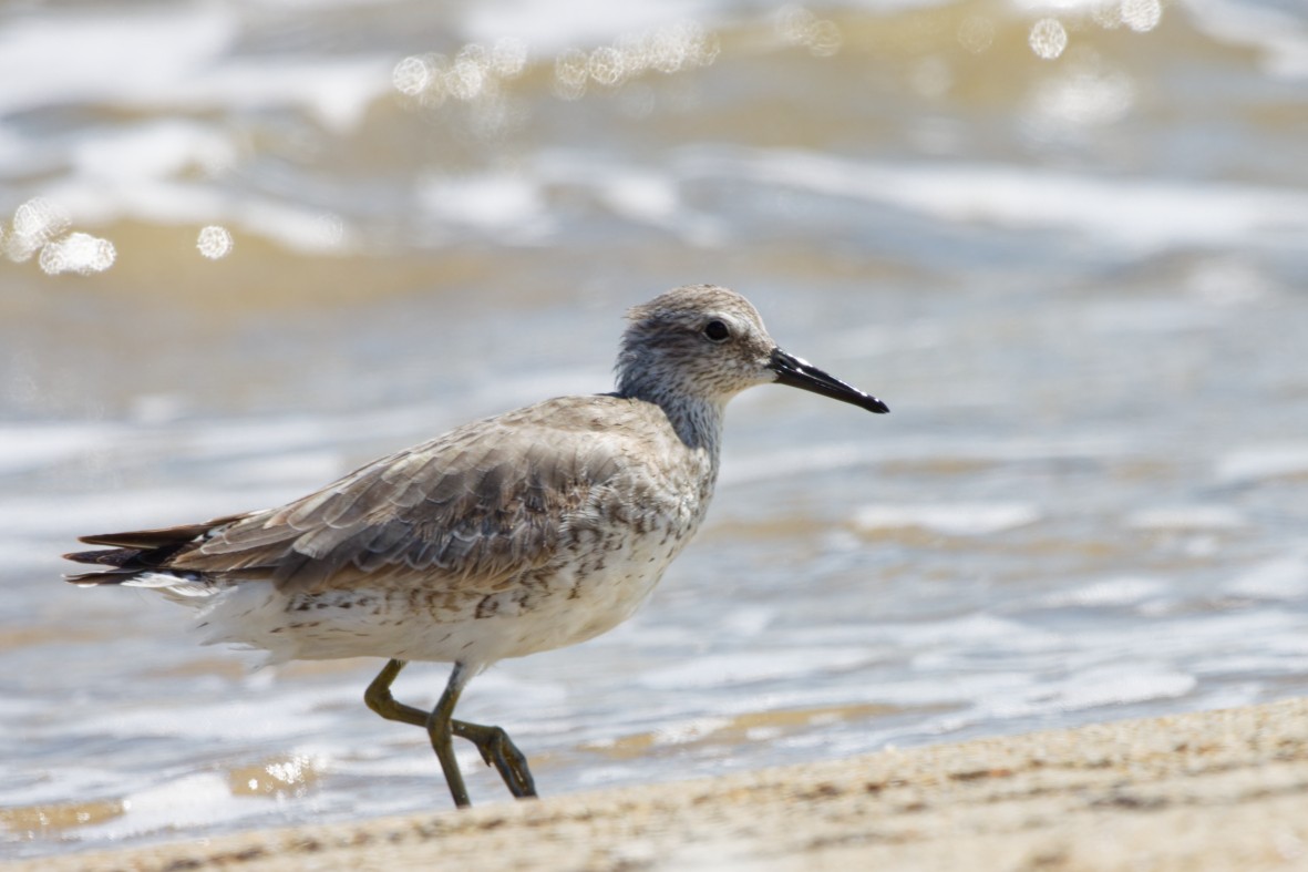 Шармаг элсэг - ML644377550