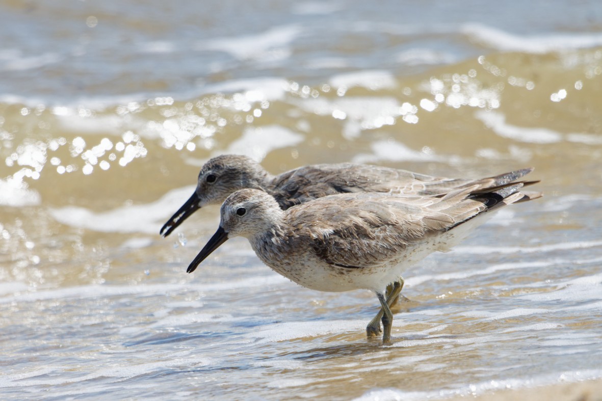 Шармаг элсэг - ML644377552