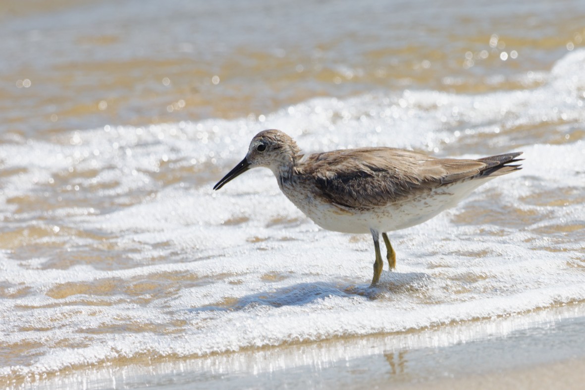 Шармаг элсэг - ML644377553