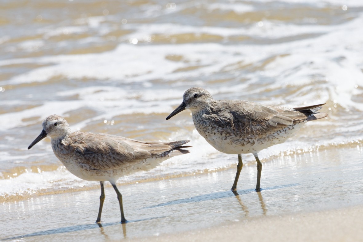 Шармаг элсэг - ML644377554