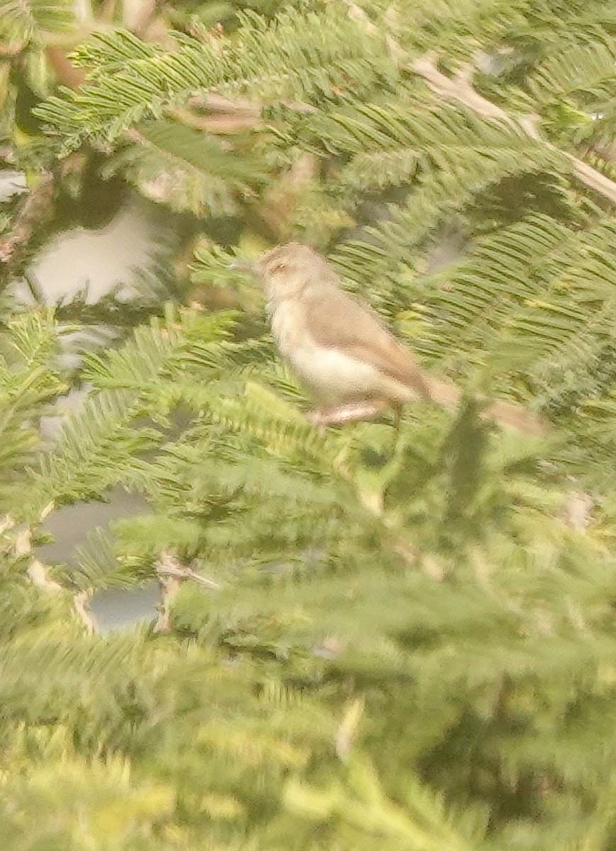 Tawny-flanked Prinia - ML644377556