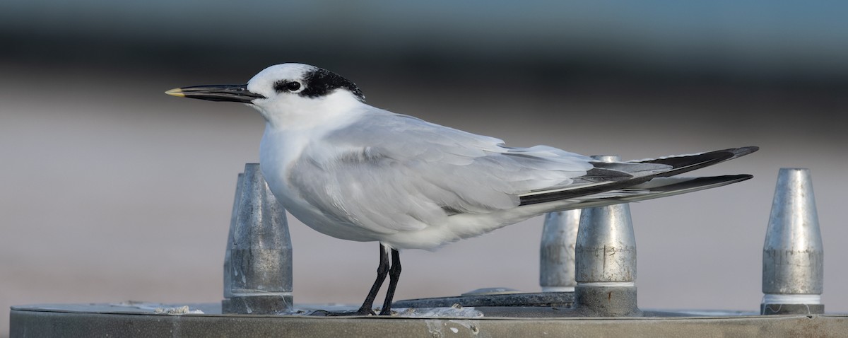 rybák severní (ssp. acuflavidus) - ML644377571