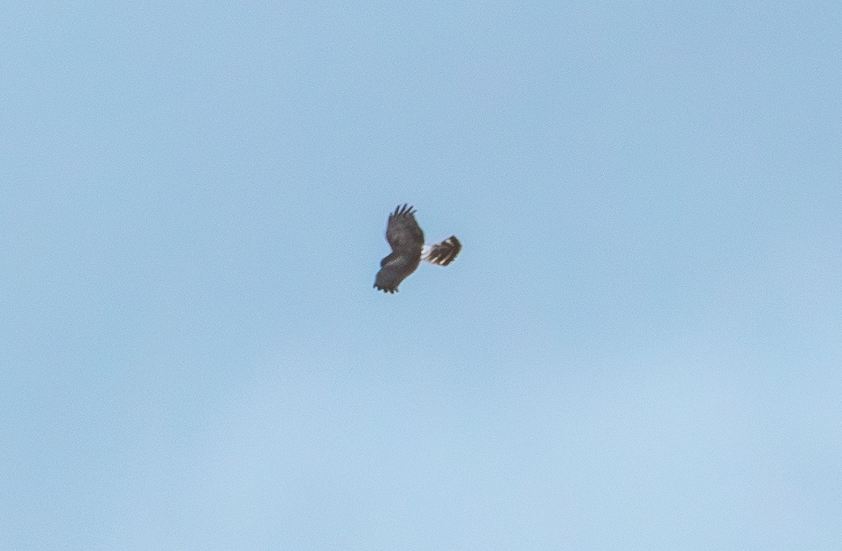 Kornweihe - ML644377572