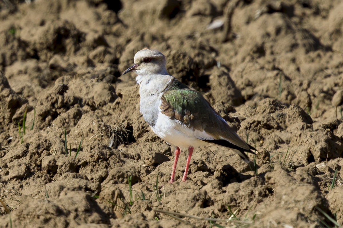 Andean Lapwing - ML644377575