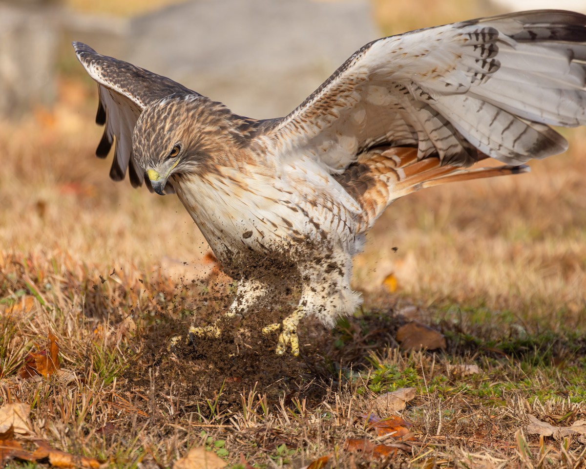 Red-tailed Hawk - ML644377584