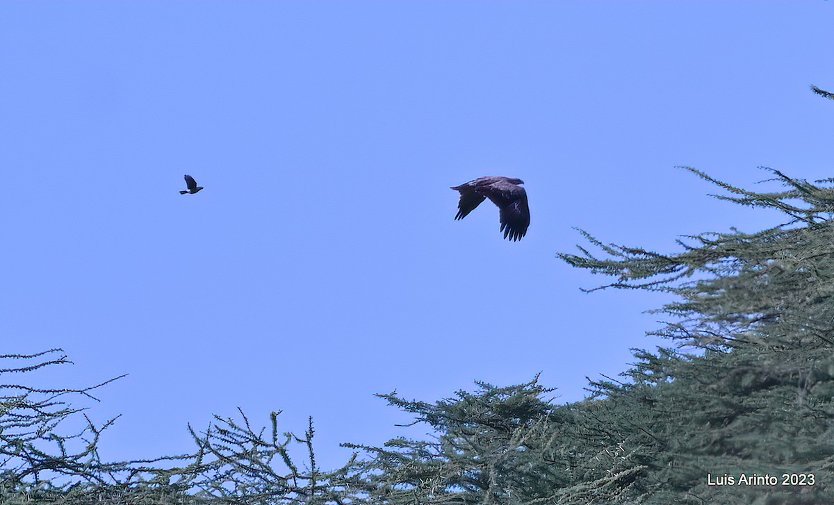 Wahlberg's Eagle - ML644377586