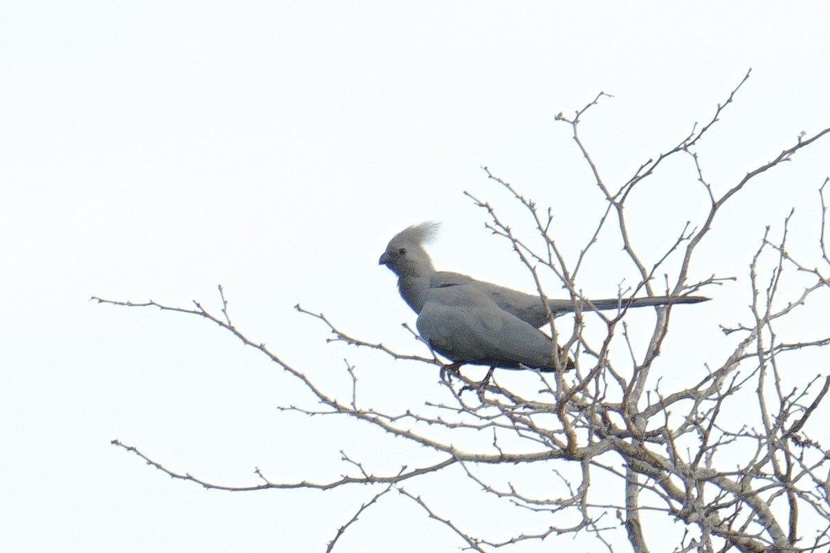 Gray Go-away-bird - ML644377589