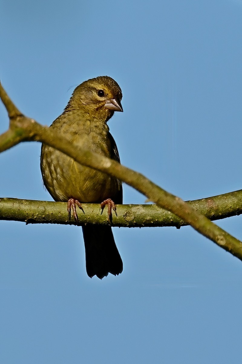 rødvever - ML644377591