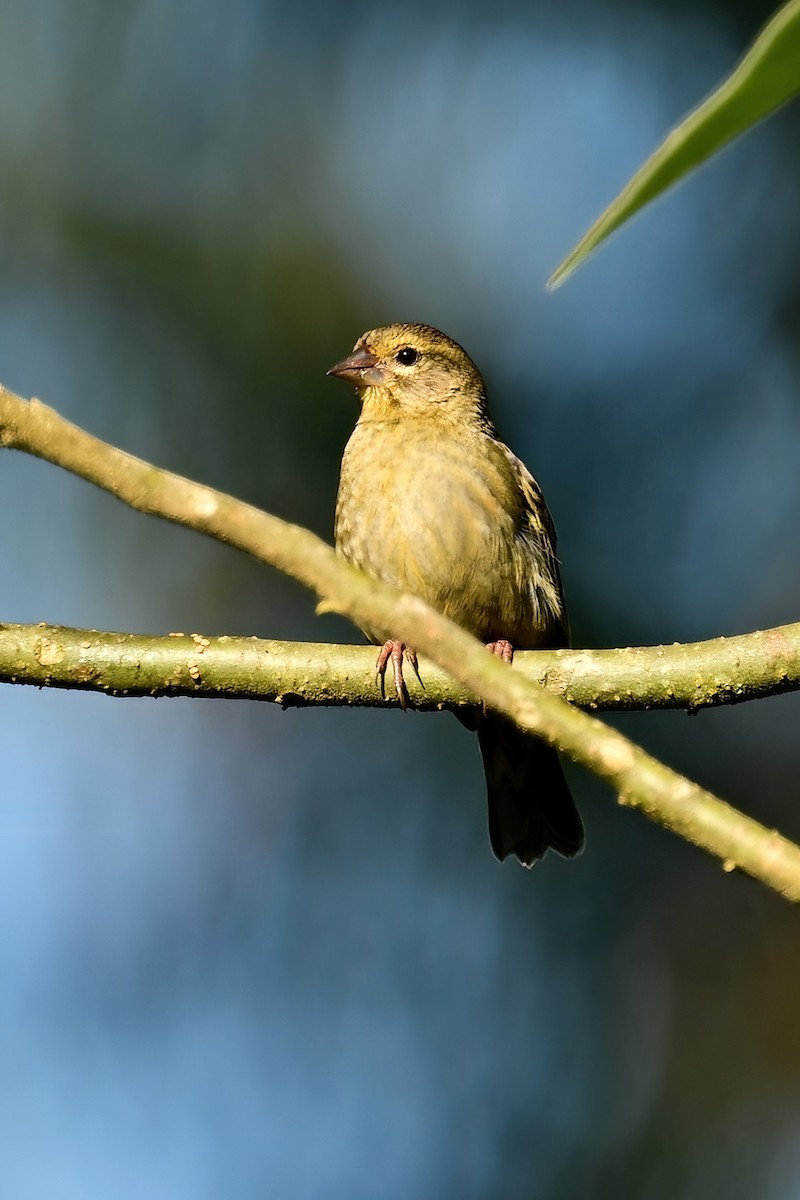 rødvever - ML644377592