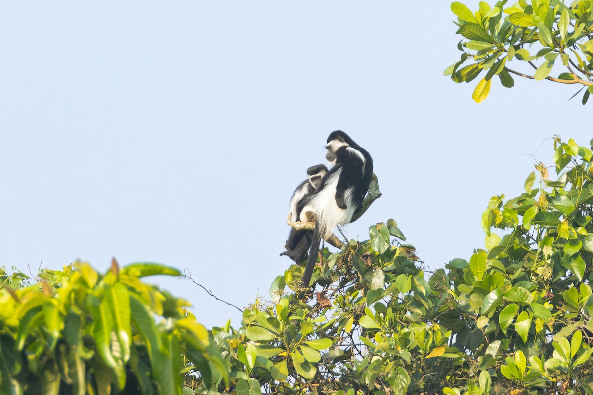 Primates - ML644377603