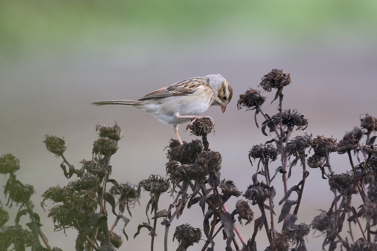 Clay-colored Sparrow - ML644377610