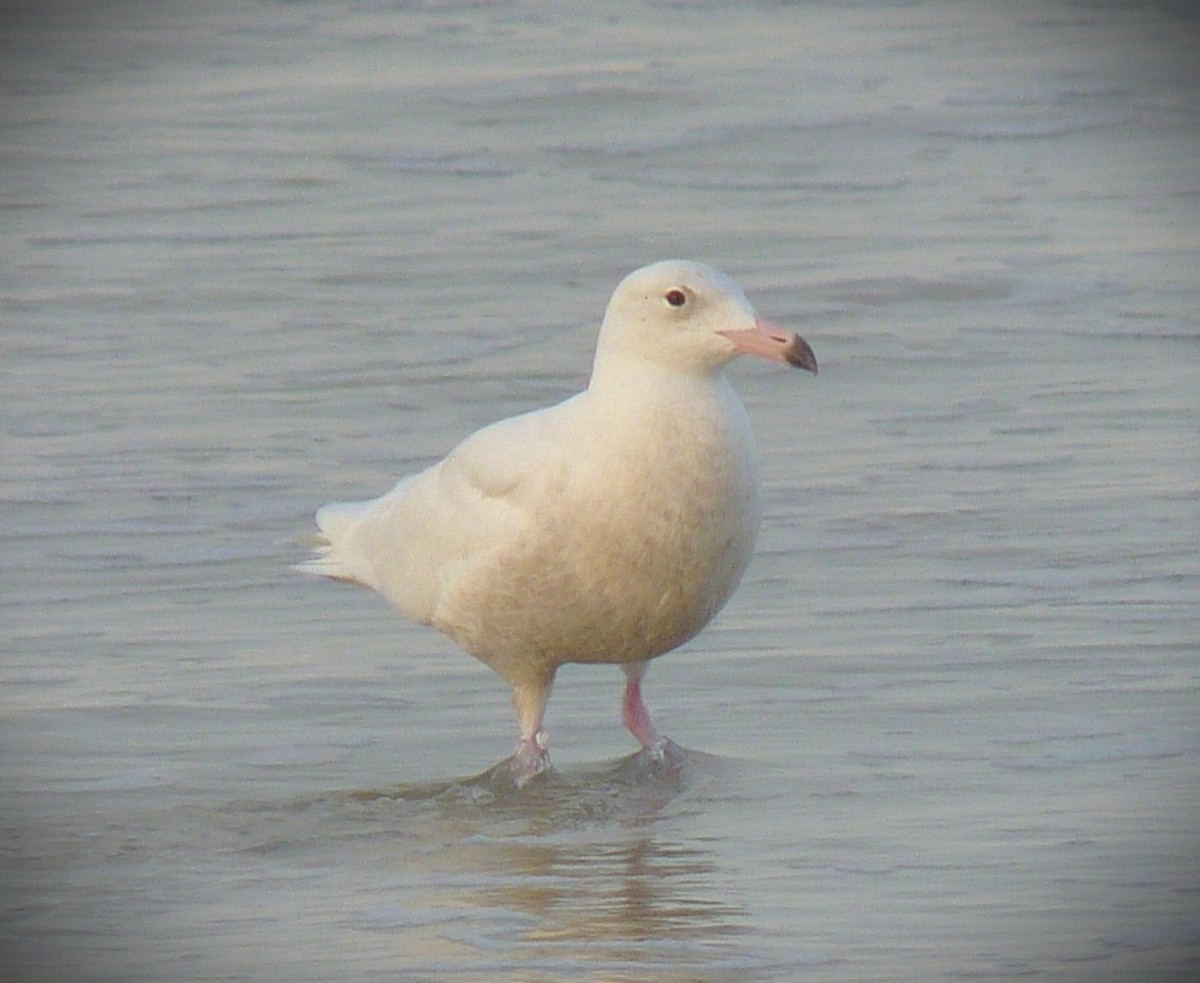 Ipar-kaioa - ML644377613