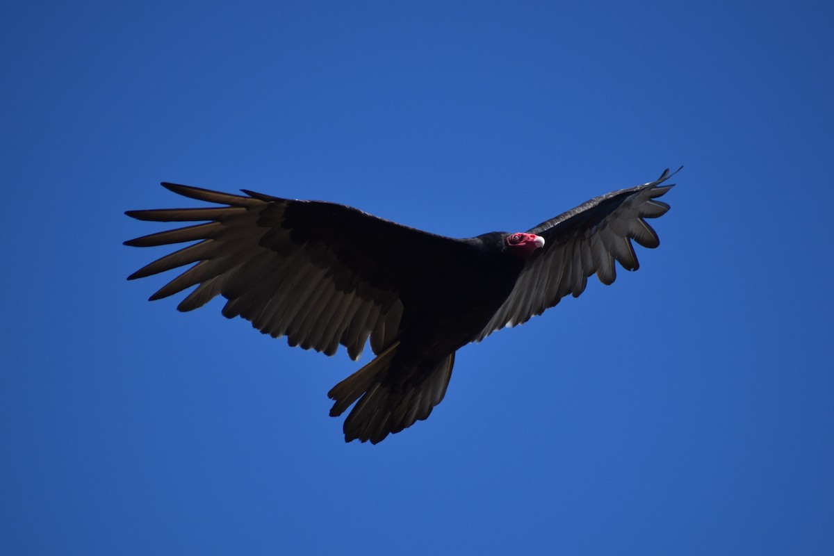 Turkey Vulture - ML644377627