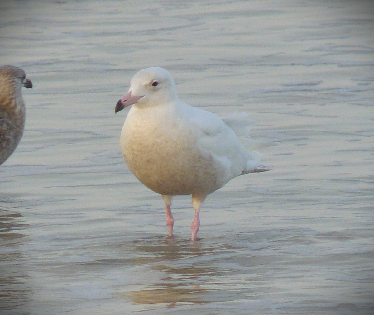 Ipar-kaioa - ML644377629