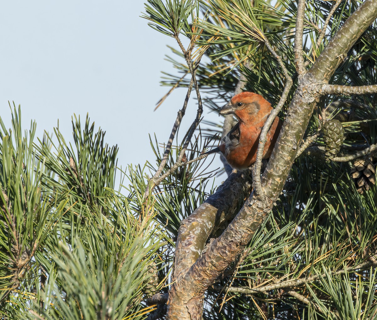 Гацуурын солбин хошуут - ML644377631